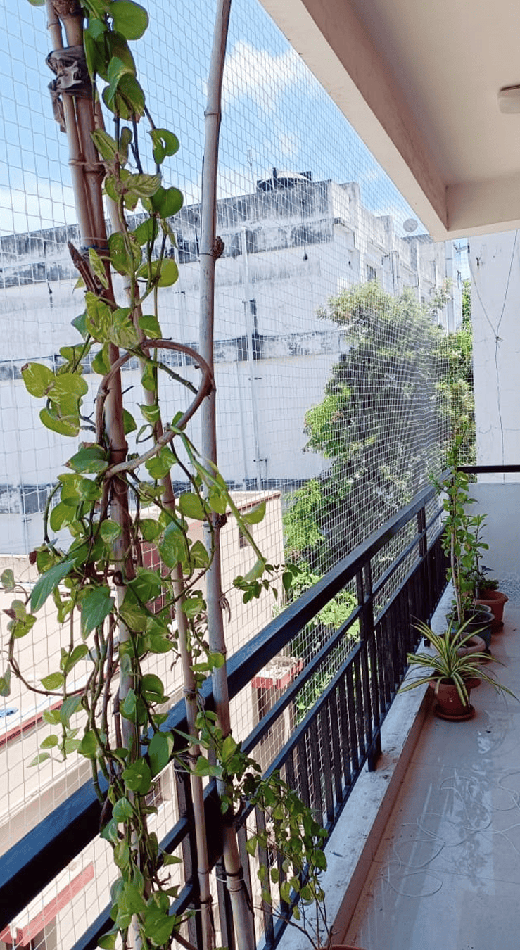 Pigeon-Net-Service-In-Chennai